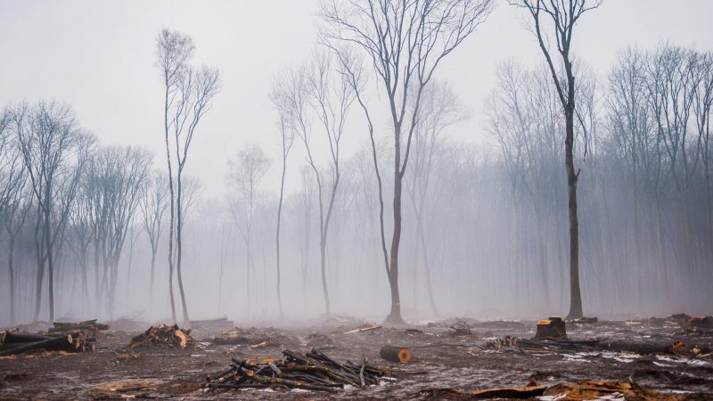 Deforestation, destruction of deciduous forests. Damage to nature. Ukraine. Europe.